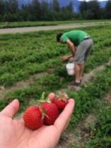 Picking strawberries! Housed over a pound in 2 days.
